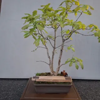 Bonsai Quercia Triplo Tronco