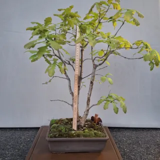 Bonsai Quercia Triplo Tronco