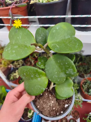 Hoya Kerry