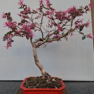 Bonsai Loropetalum
