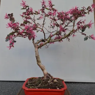 Bonsai Loropetalum