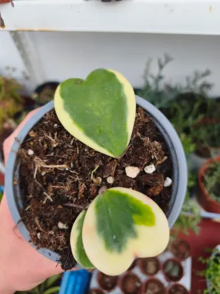 Hoya Kerry variegata