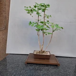 Bonsai Ginkgo Biloba
