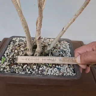 Bonsai Ginkgo Biloba