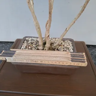 Bonsai Ginkgo Biloba