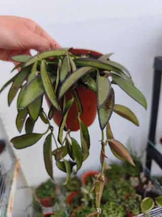 Hoya wayeti