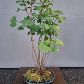 Bonsai Ginkgo Biloba Clump Style