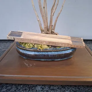 Bonsai Ginkgo Biloba Clump Style