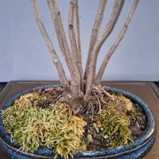 Bonsai Ginkgo Biloba Clump Style
