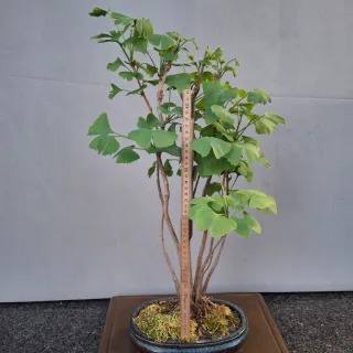 Bonsai Ginkgo Biloba Clump Style