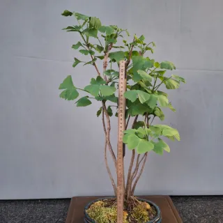 Bonsai Ginkgo Biloba Clump Style