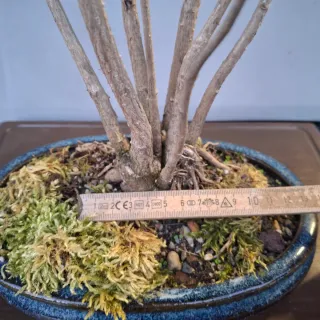 Bonsai Ginkgo Biloba Clump Style