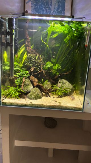 Tronco con plantas de acuario