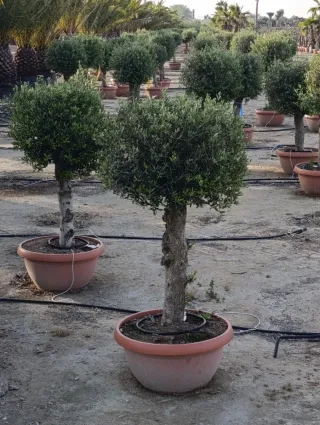 Olivos en maceta palmeras y frutales