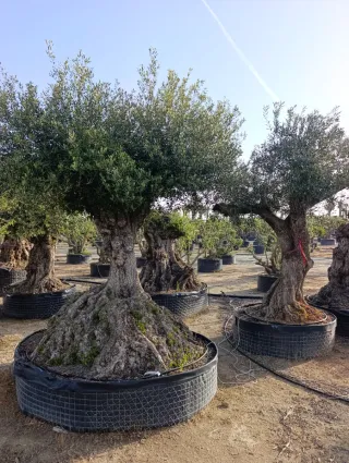 Olivos en maceta palmeras y frutales