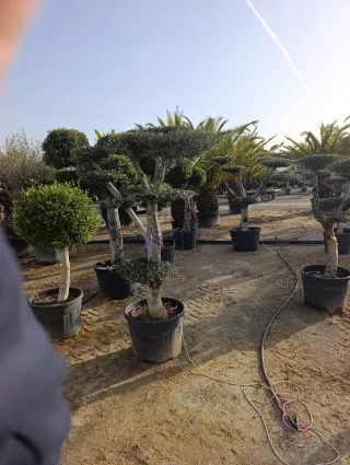 Olivos en maceta palmeras y frutales