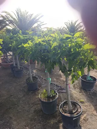 Olivos en maceta palmeras y frutales