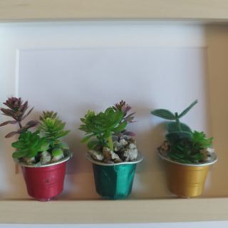 Cuadro Suculentas Artesanal 15x20 IKEA