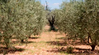 Fincas de olivos en Yeste, Albacete