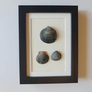 Cuadro Conchas Marinas Negras 15x20 IKEA