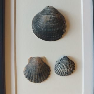 Cuadro Conchas Marinas Negras 15x20 IKEA