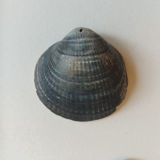 Cuadro Conchas Marinas Negras 15x20 IKEA