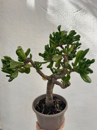 Planta Crassula Ovata Gollum