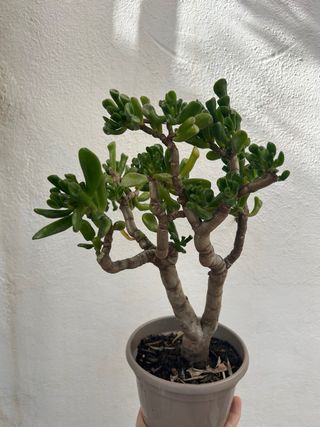 Planta Crassula Ovata Gollum