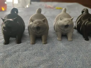 Gatto  Cicciottello