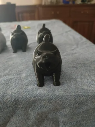 Gatto  Cicciottello