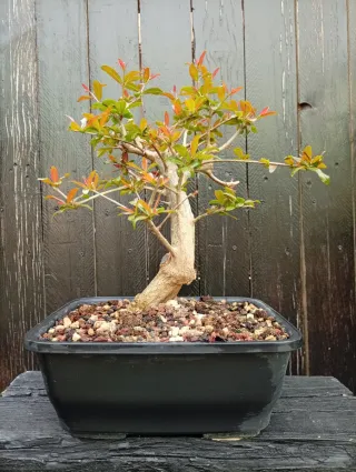 Bonsái Granado Nejikan