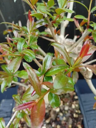 Bonsái Granado Nejikan