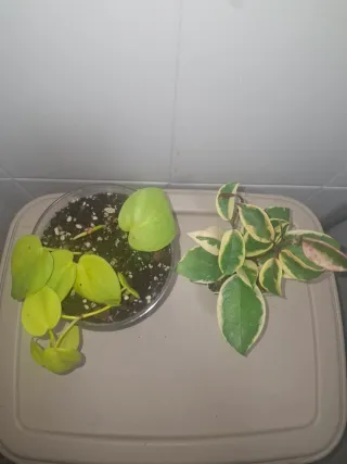 Lote 2 plantas