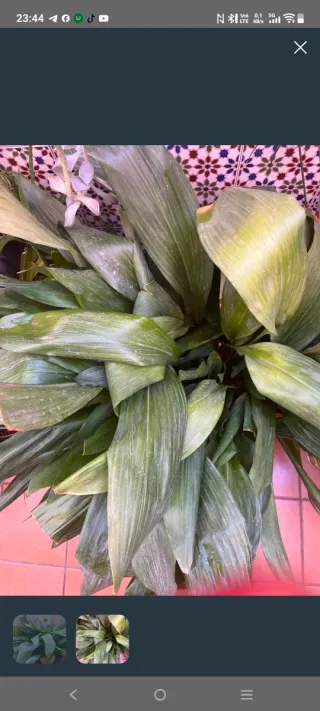 Planta de interior Pilistra