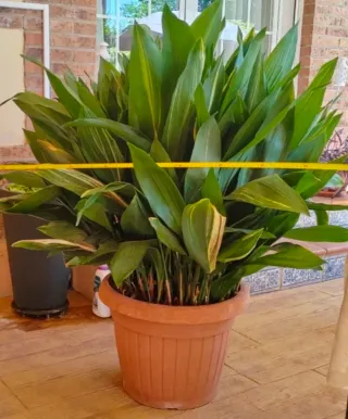 Planta de interior Pilistra