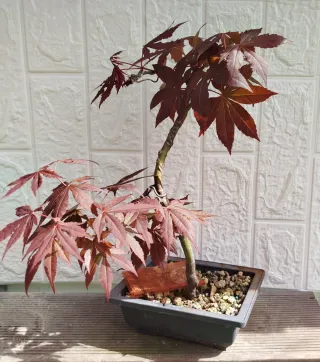Bonsai Arce Palmatum Atropurpurea