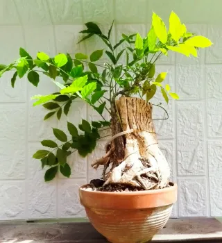 Bonsái tanuki de Wisteria en maceta de barro .
