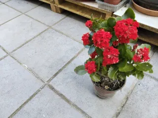 Planta Calanchoe con flores rojas