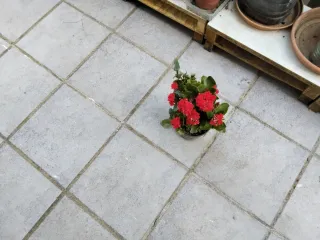 Planta Calanchoe con flores rojas