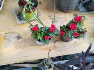 Lote 2 Plantas Flor Roja