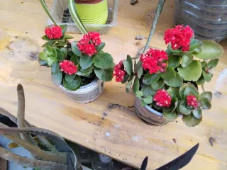 Lote 2 Plantas Flor Roja
