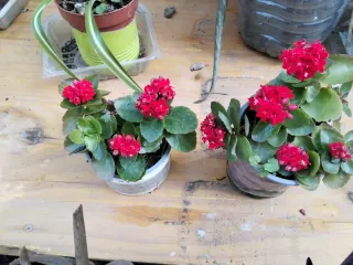 Lote 2 Plantas Flor Roja