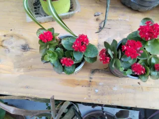 Lote 2 Plantas Flor Roja