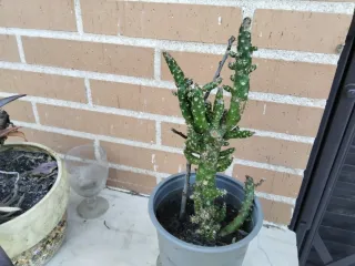 Cactus en maceta