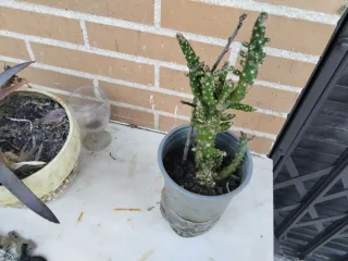 Cactus en maceta