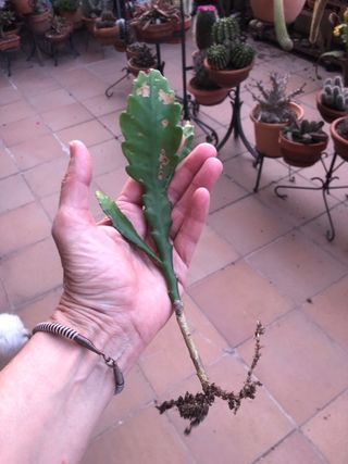 Lote de plantas Jose