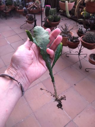 Lote de plantas Jose