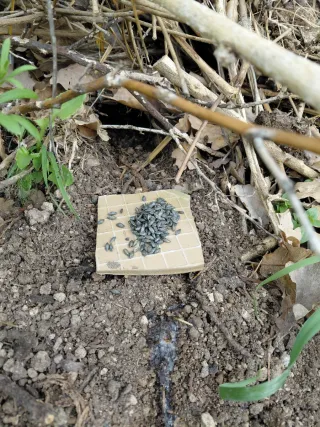 Fosfuro di Zinco 90% Esca Ratticida