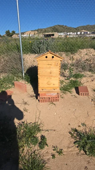 Lote apícola