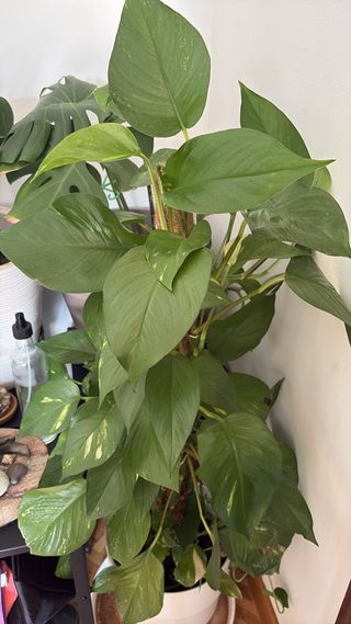 Planta Potos Grande +100cm con Maceta